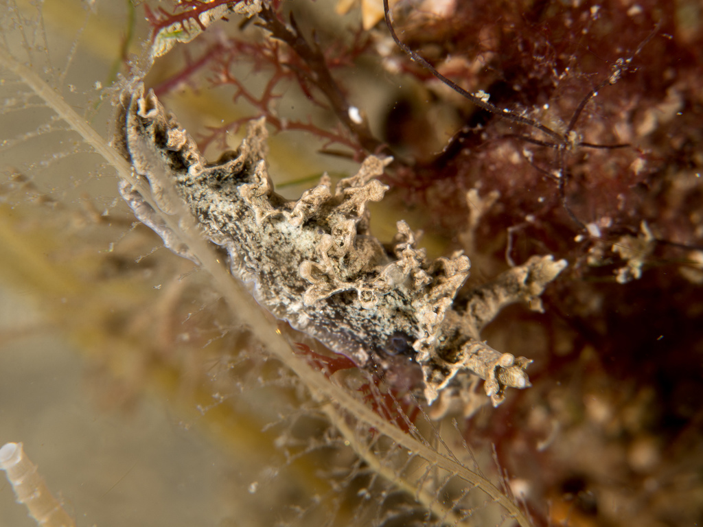 Lomanotus marmoratus