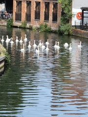 Mute Swan