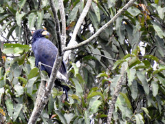 Buteogallus urubitinga urubitinga