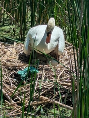 Mute Swan