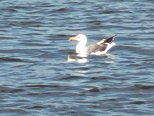 Lesser Black-backed Gull