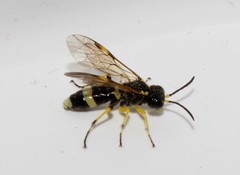 Tenthredo zonula