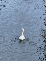 Mute Swan