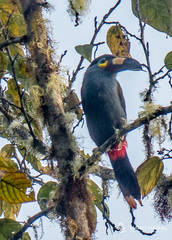 Andigena laminirostris