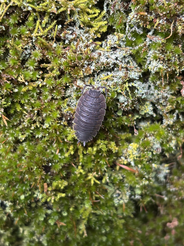 Common Rough Woodlouse