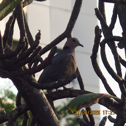 Red-eyed Dove