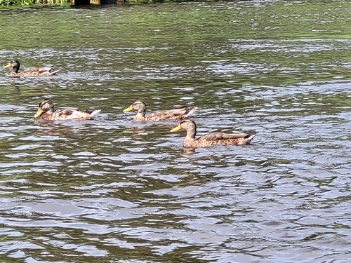 Mallard