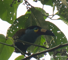 Andigena laminirostris