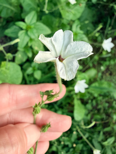 Nicotiana repanda, photograph 3