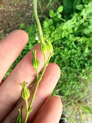 Nicotiana repanda, photograph 4
