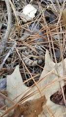 Sistrurus miliarius streckeri