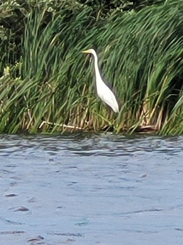 Great Egret