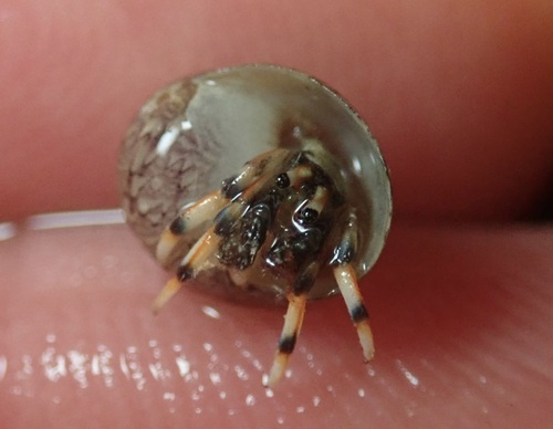 Clibanarius humilis observed 2026-06-16