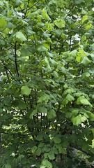 common hazel