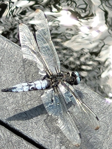 Scarce Chaser