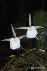 Trichopilia fragrans