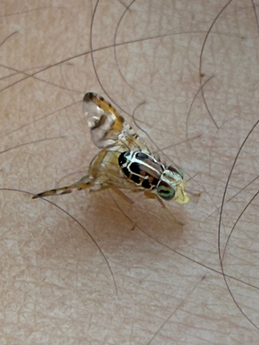 Caper Fly