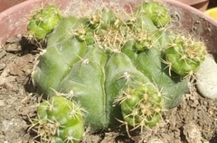 Cactoideae