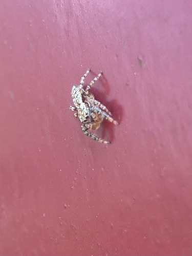 Fencepost jumping spider