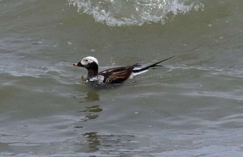 Pato havelda (Clangula hyemalis)