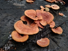 Trametes sanguinea