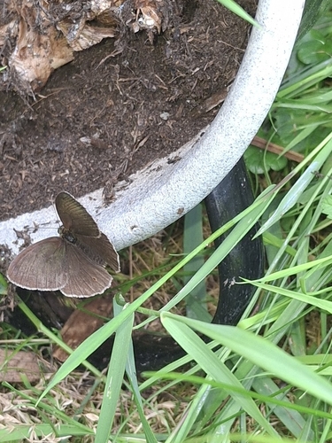 Ringlet