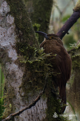 Xiphocolaptes promeropirhynchus