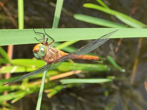 Norfolk Hawker