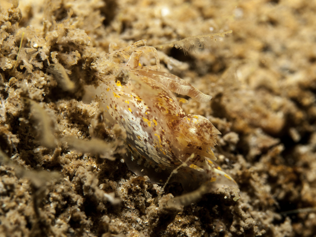 Seasquirt Okenia