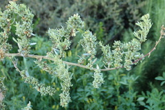 Atriplex amnicola