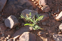 Ondetia linearis