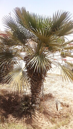 Mediterranean fan palm