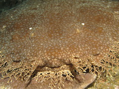 Tasselled Wobbegong photo 3