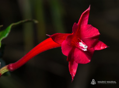Fuchsia