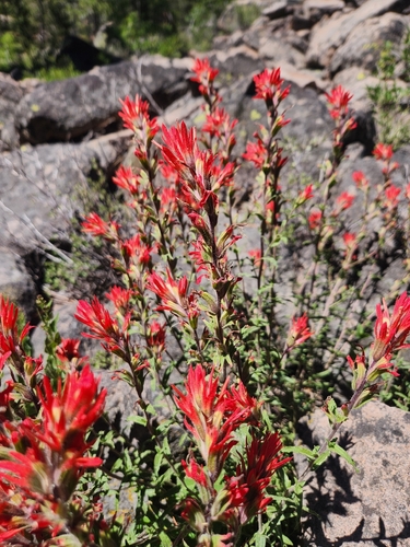iNaturalist observation photo of Paintbrushes