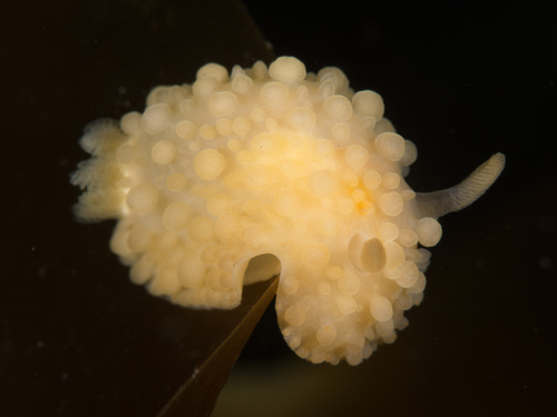 Adalaria loveni