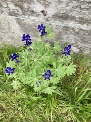 Lupinus pilosus