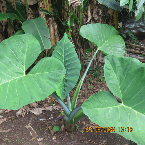 Arrowleaf Elephant's Ear