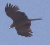 Black Kite