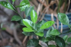 Citrus × aurantiifolia