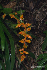 Guzmania multiflora