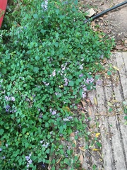 Plectranthus saccatus