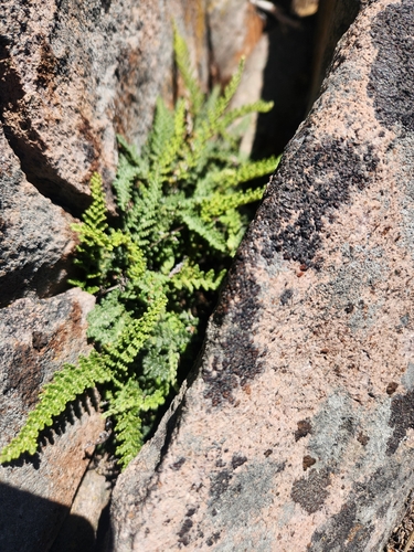 iNaturalist observation photo of lace lip fern