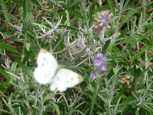 Small White