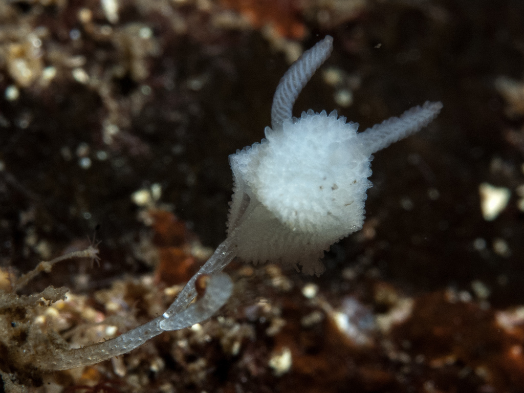 Atalodoris oblonga