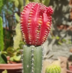Cactoideae