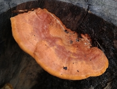 Trametes sanguinea