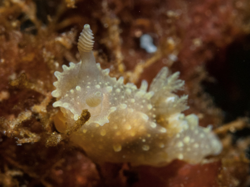 Palio dubia