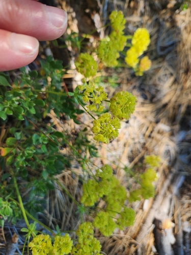 iNaturalist observation photo of wild buckwheats