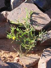 Ondetia linearis